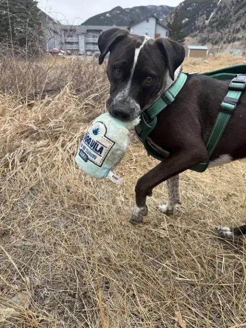 Waldo