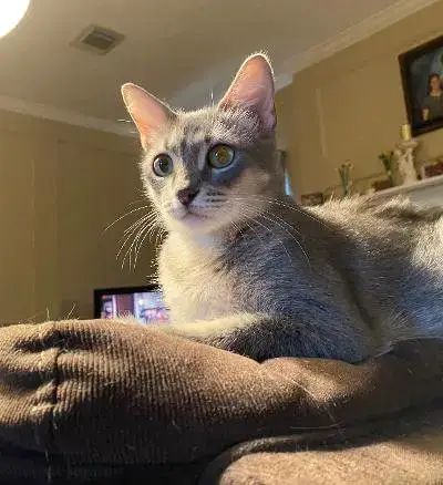 Nala photo 4