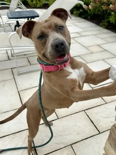 Gigi photo 4