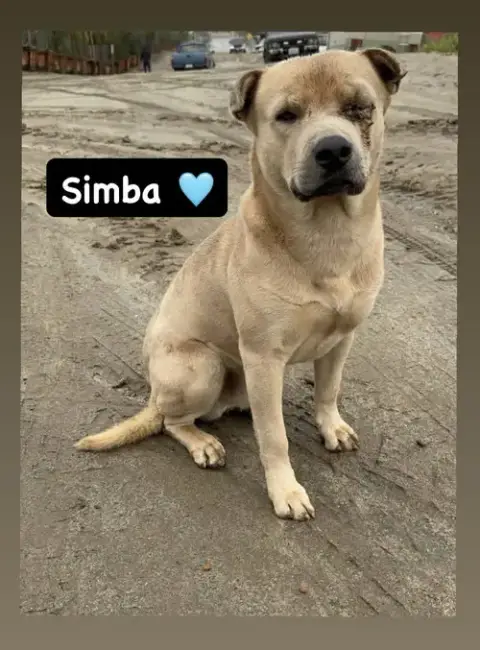 Simba photo 3