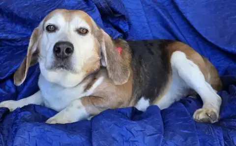 Ace The Adorable Beagle! photo 3