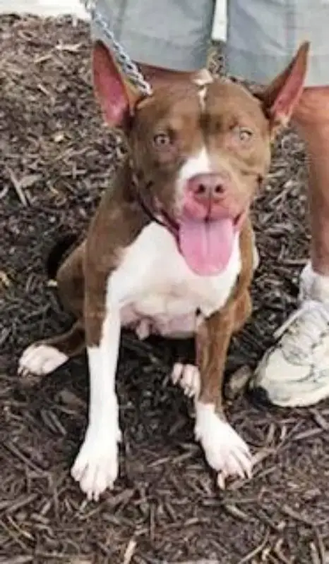 Holly *Adopt Or Foster* photo 4