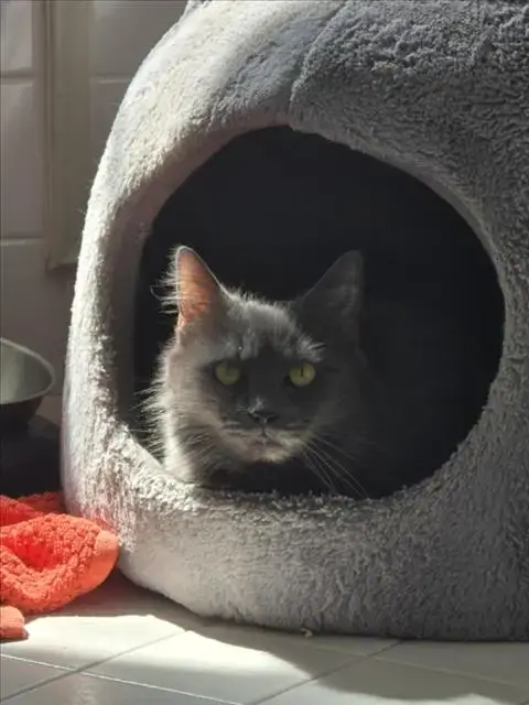 Smokey