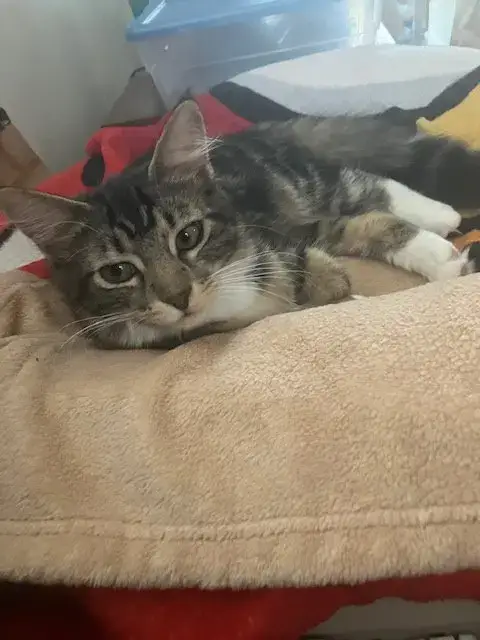 Clementine & Cleo-Pawtra photo 4