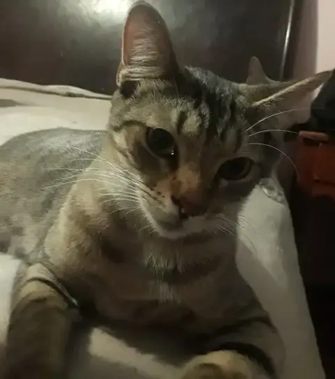 Toby Ea