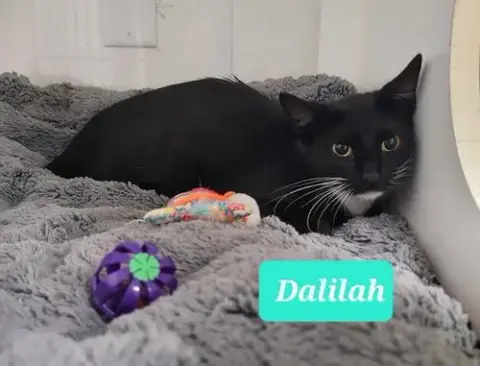 Dalilah photo 3