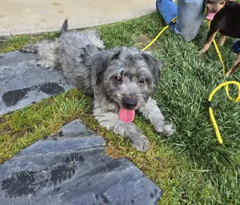 Nala photo 3