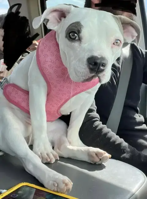 Lulu photo 2