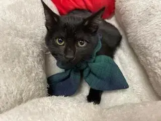 Zora