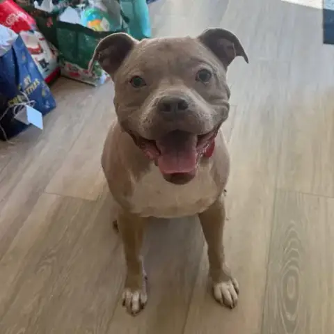 Atlas
