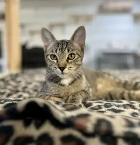Jax