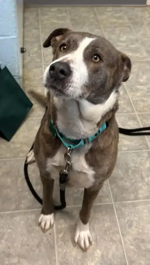 Callie: At Shelter photo 3