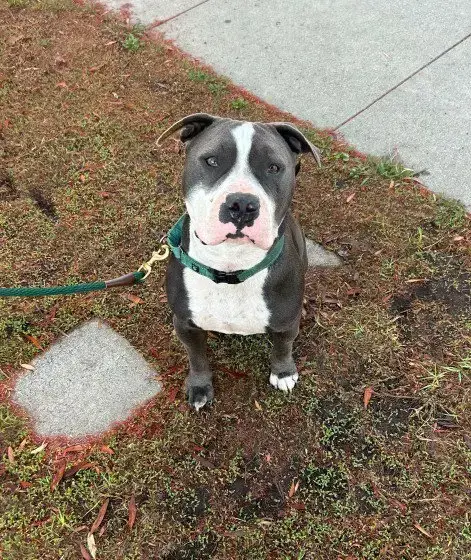 Benny
