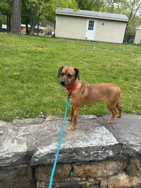 Scrappy Doo photo 4