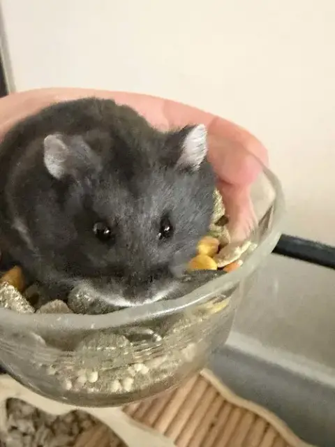 Benji