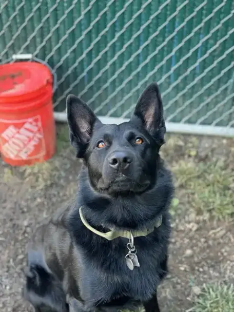 Maverick photo 4