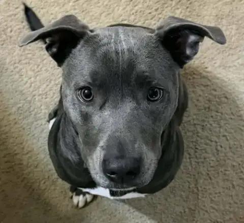 Lyra