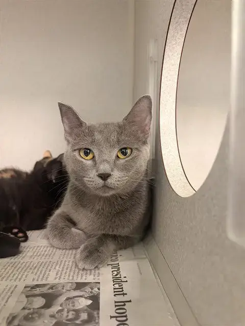 Lulu