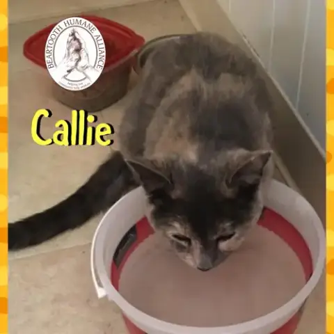 Callie photo 4