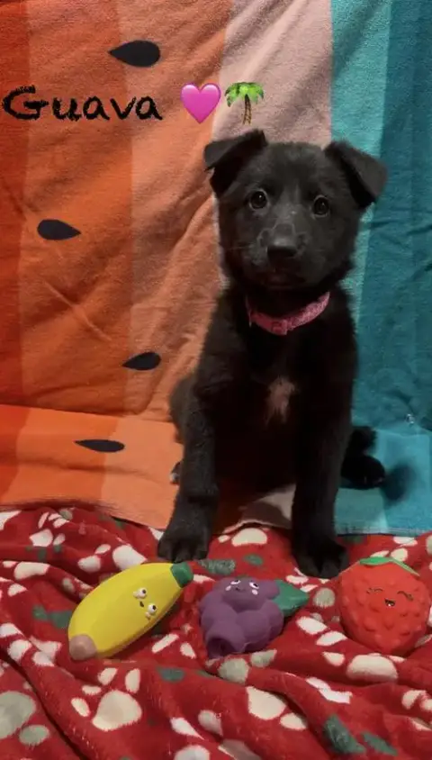 Guava