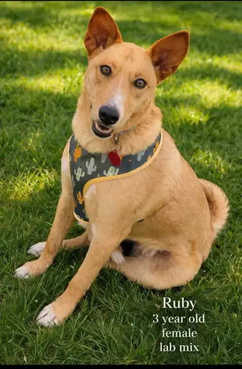 Ruby 3 Year Female Lab Mix