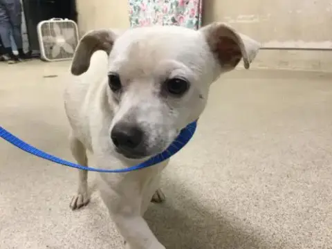 Koda
