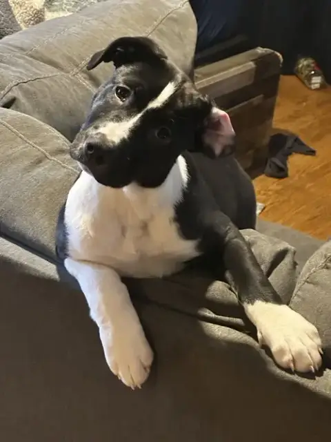 Puppy Pebbles photo 3