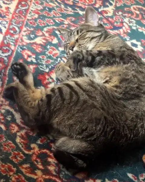 Wilbur photo 4