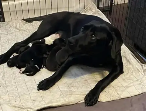 Onyx