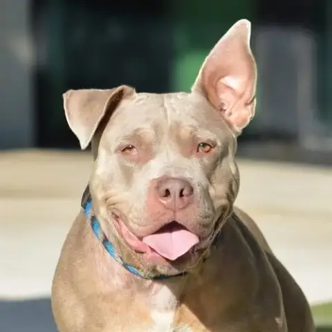 Lila