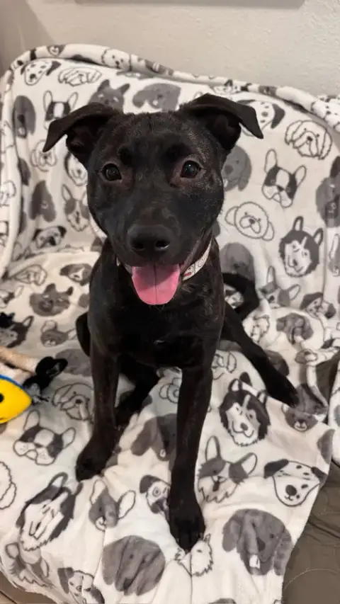 Finn