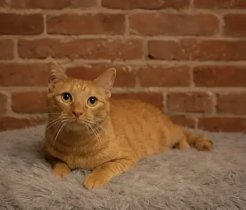 Tangelo