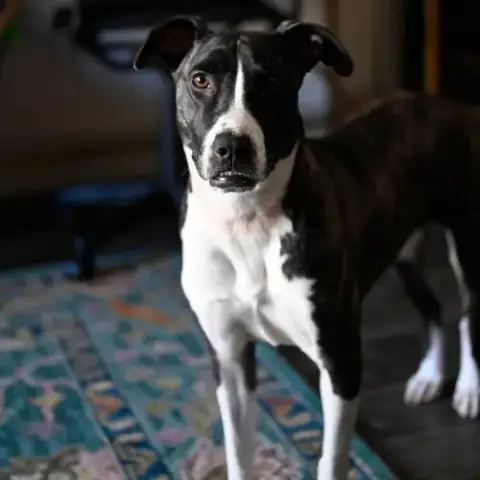 Harper