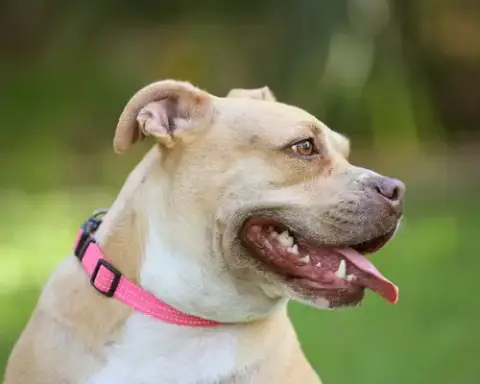 Gracie Jacks
