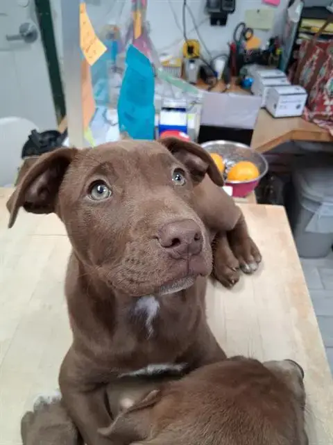 Hershey