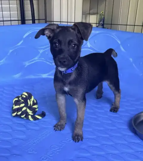 All-Star Soccer Litter