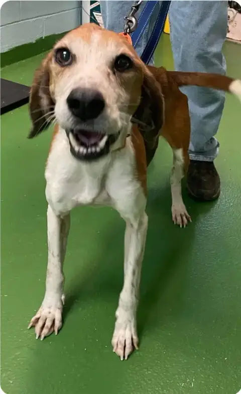 Alexander:  Not At The Shelter photo 5