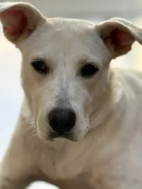 Willow photo 4