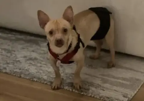 Chester Aka Cheddar photo 4