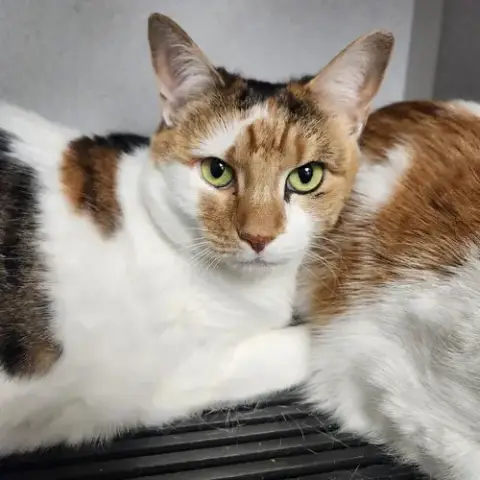Patches