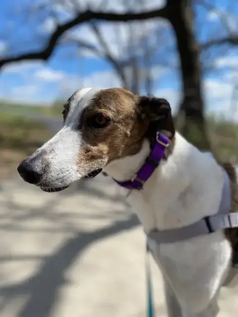 Charlie photo 4