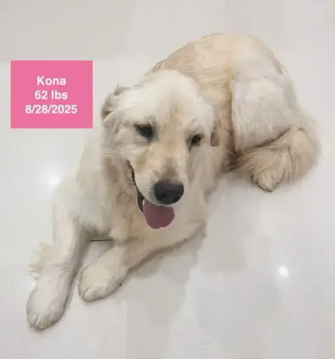 Kona photo 2