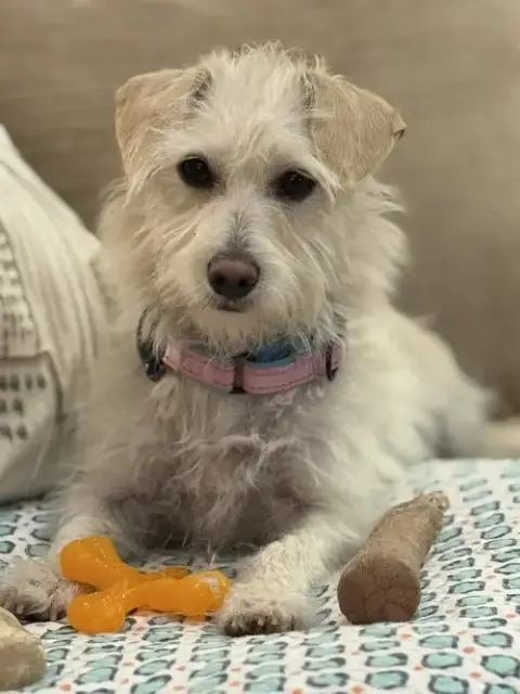 Willow photo 4