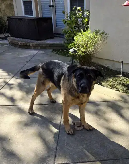 Bandit photo 2