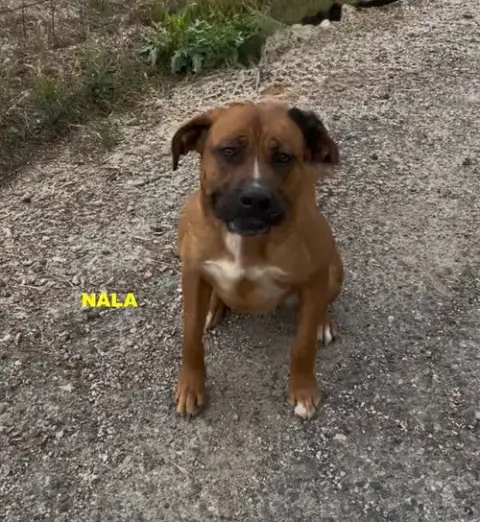 Nala photo 5