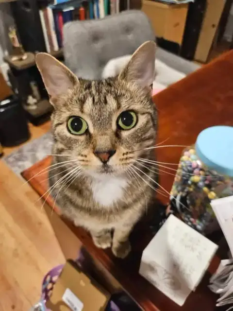 Iris