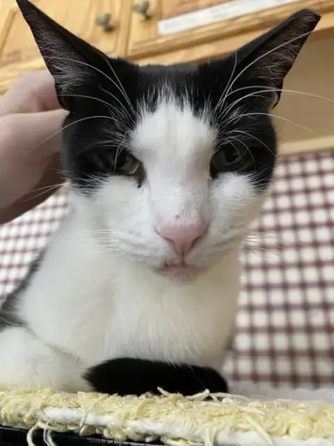 Oolong photo 3