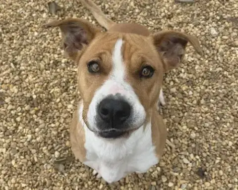 Suzie