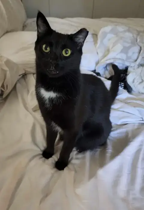 Bug
