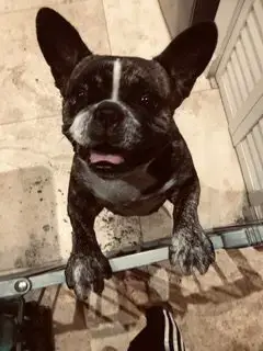 Oli Purebred Female French Bulldog